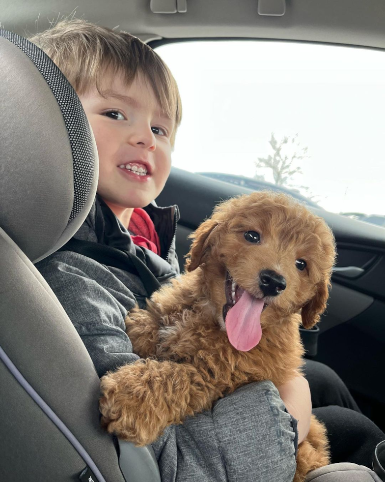 Columbus Mini Goldendoodle Pup