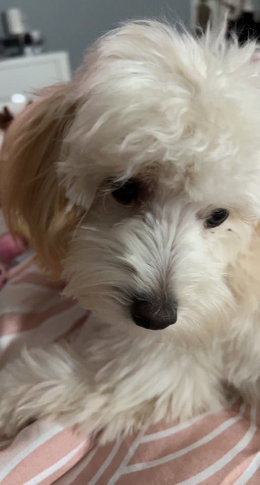 Fluffy Maltipoo Poodle Mix Pup