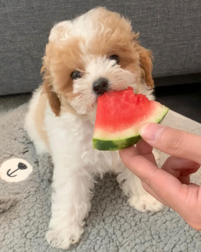 Popular Poodle Purebred Pup