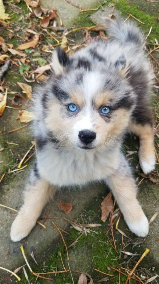 Small Pomsky Pup in