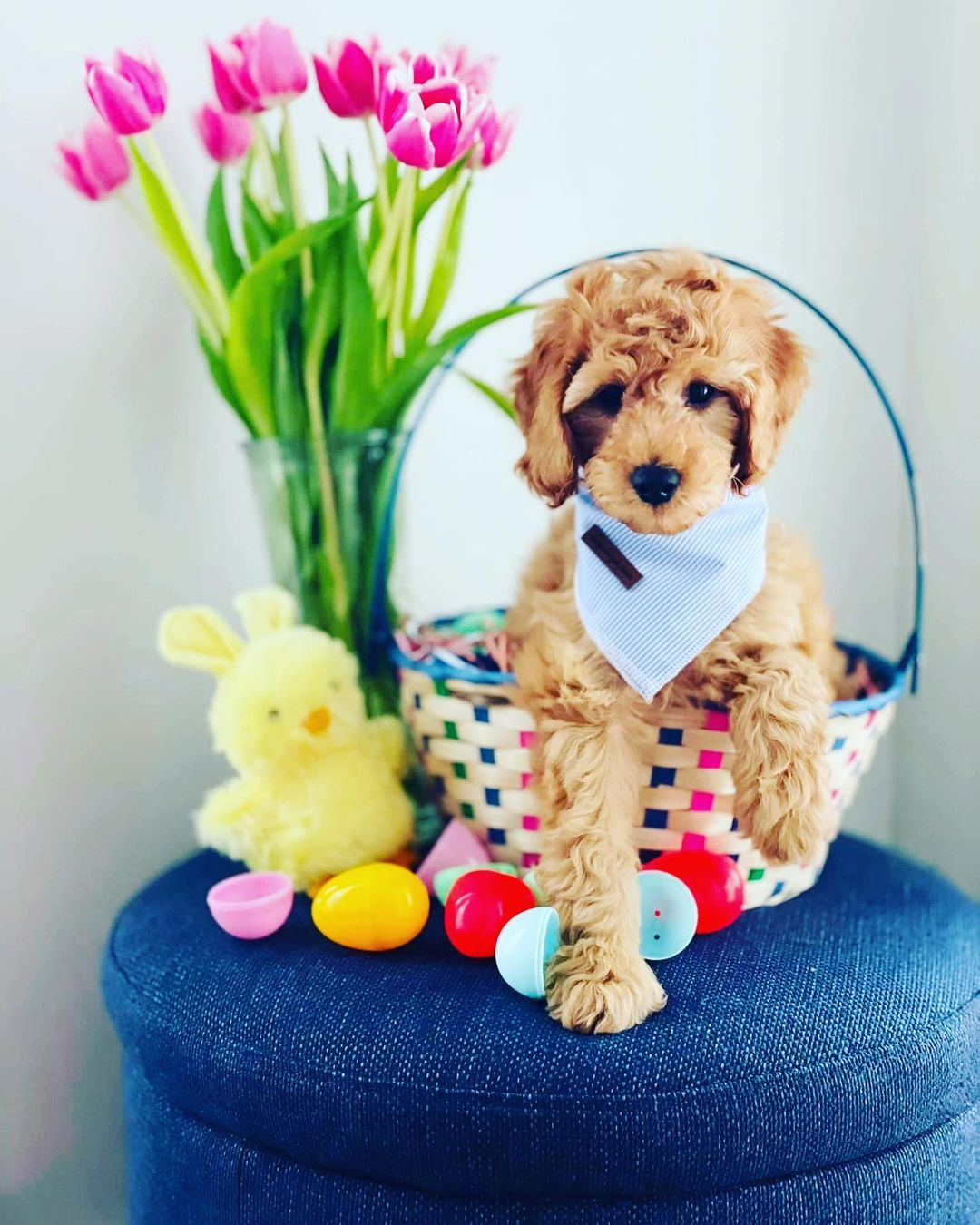 Mini Goldendoodle Puppy for Adoption