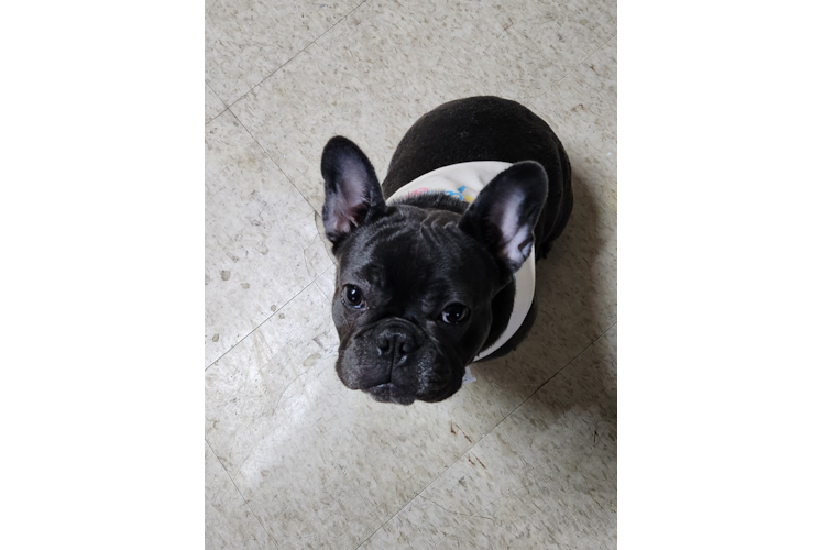 Best French Bulldog Baby