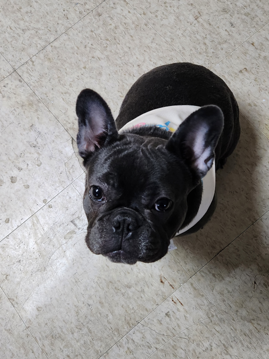 French Bulldog