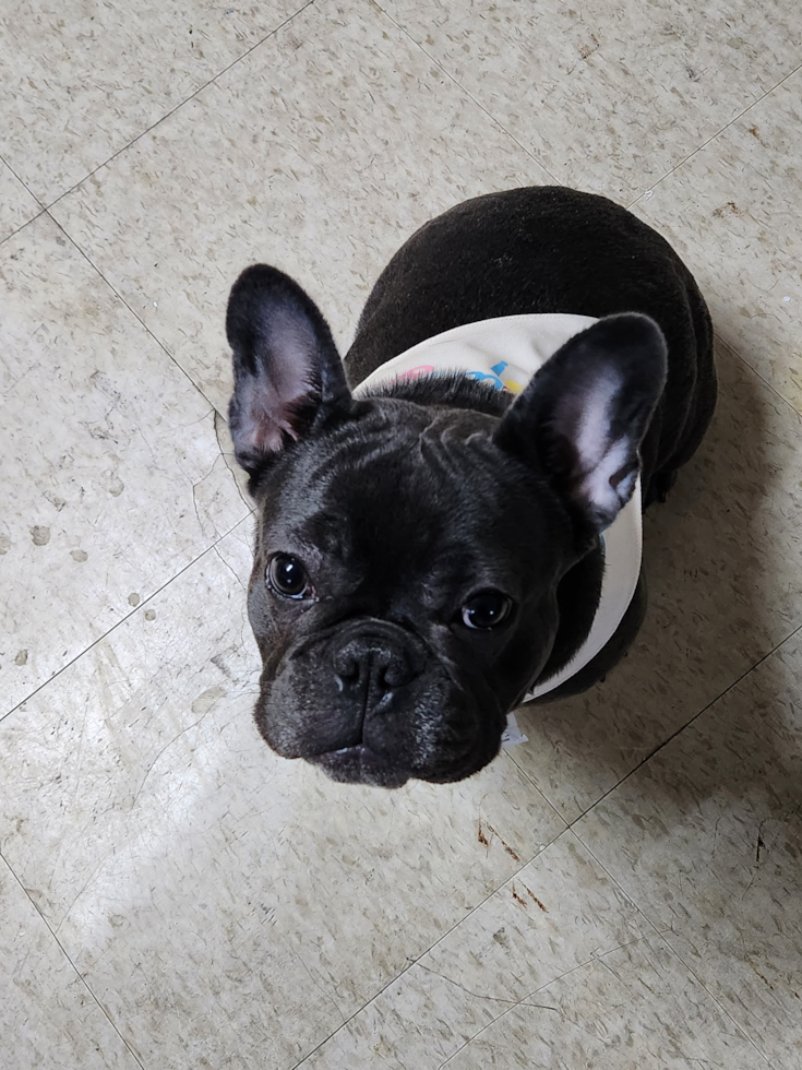 Small French Bulldog Pup