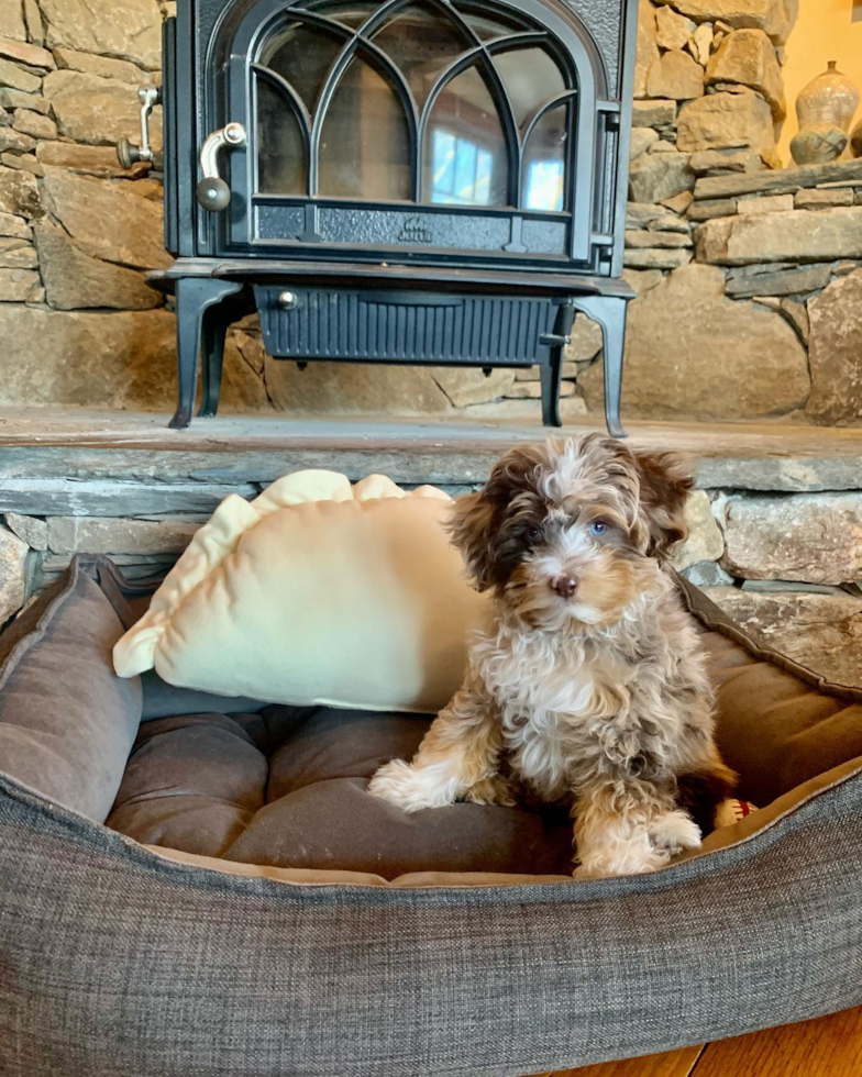 Happy Mini Aussiedoodle Pup