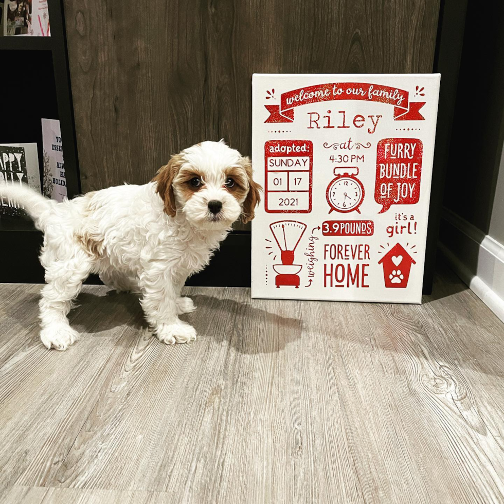 Friendly Cavapoo Pup in Lanham MD