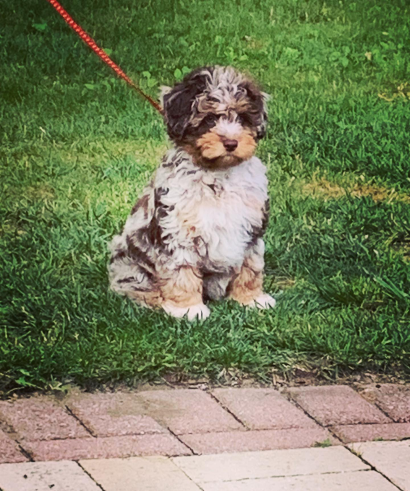 Cute Mini Aussiedoodle Pup in Encino CA