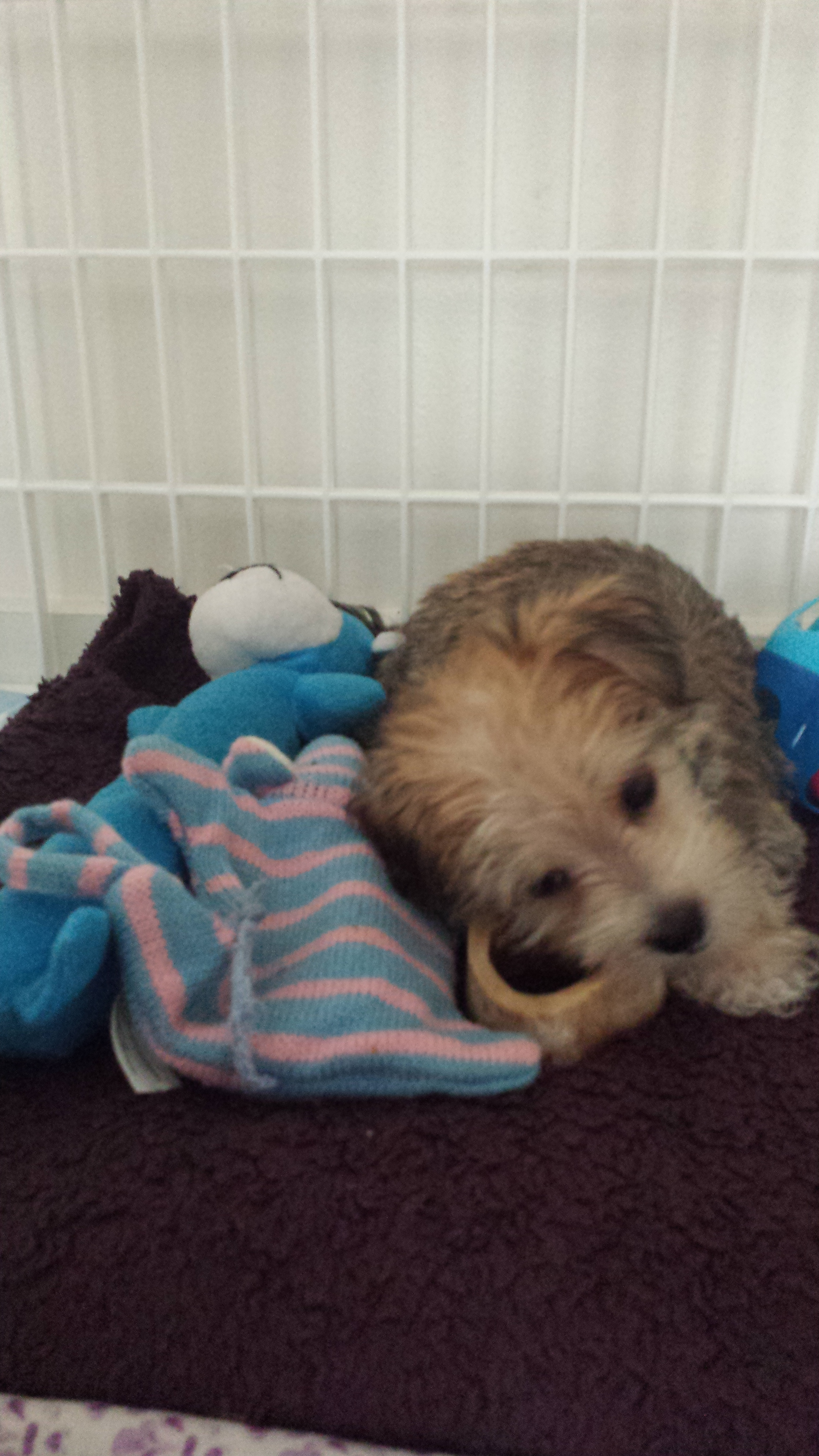Morkie Puppy for Adoption