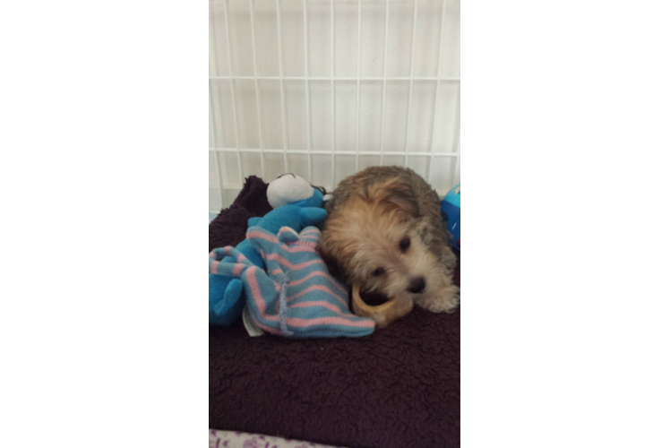 Morkie Puppy for Adoption