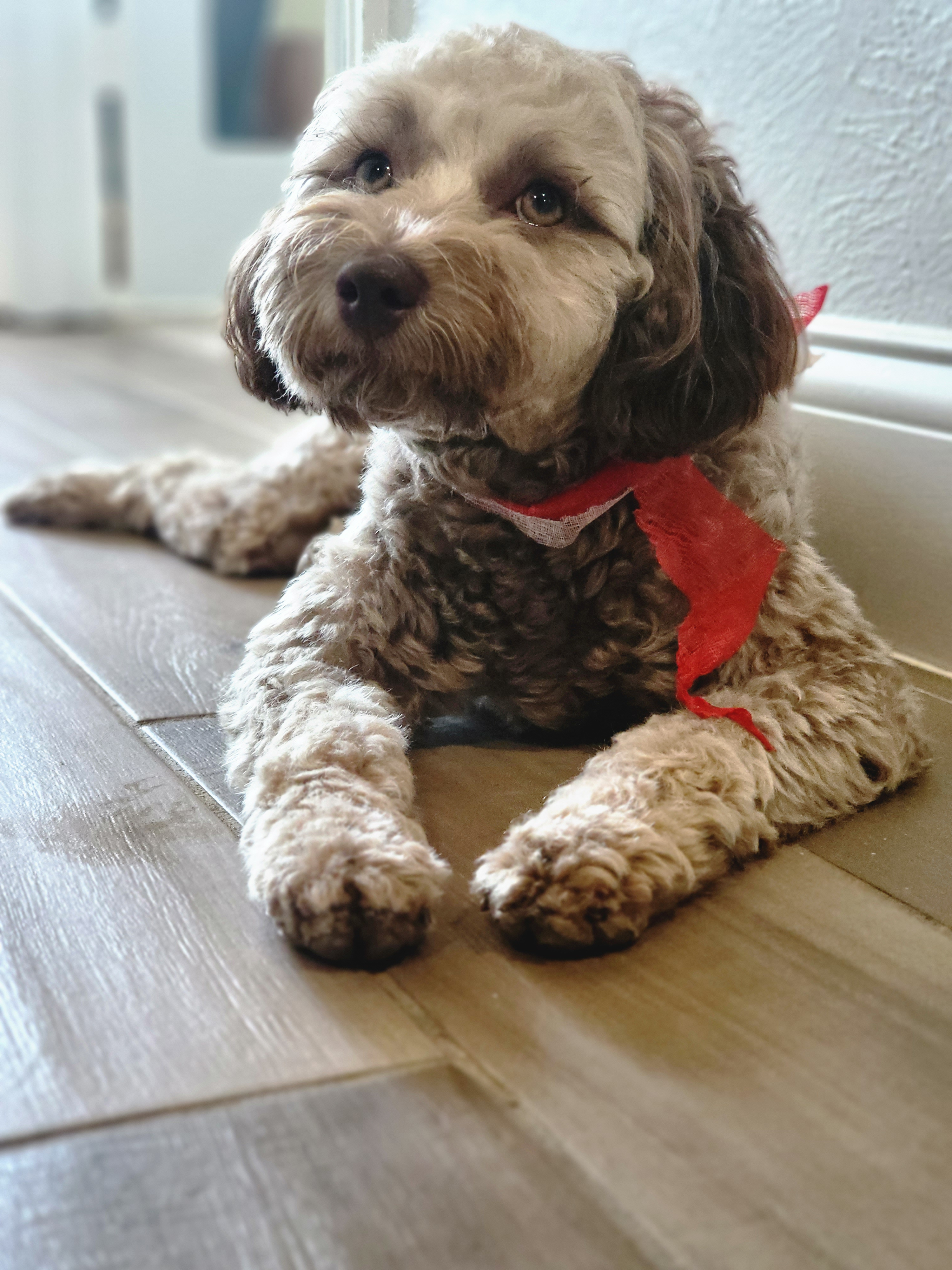 Popular Mini Labradoodle Poodle Mix Pup
