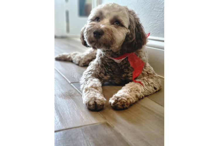 Popular Mini Labradoodle Poodle Mix Pup