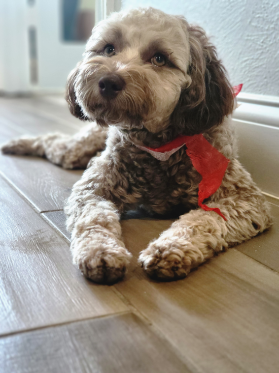 Mini Labradoodle Being Cute