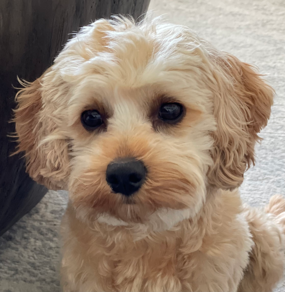 Small Cavapoo Pup in Hermitage TN