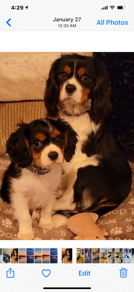 Smart Cavalier King Charles Spaniel Pup in Barneveld NY