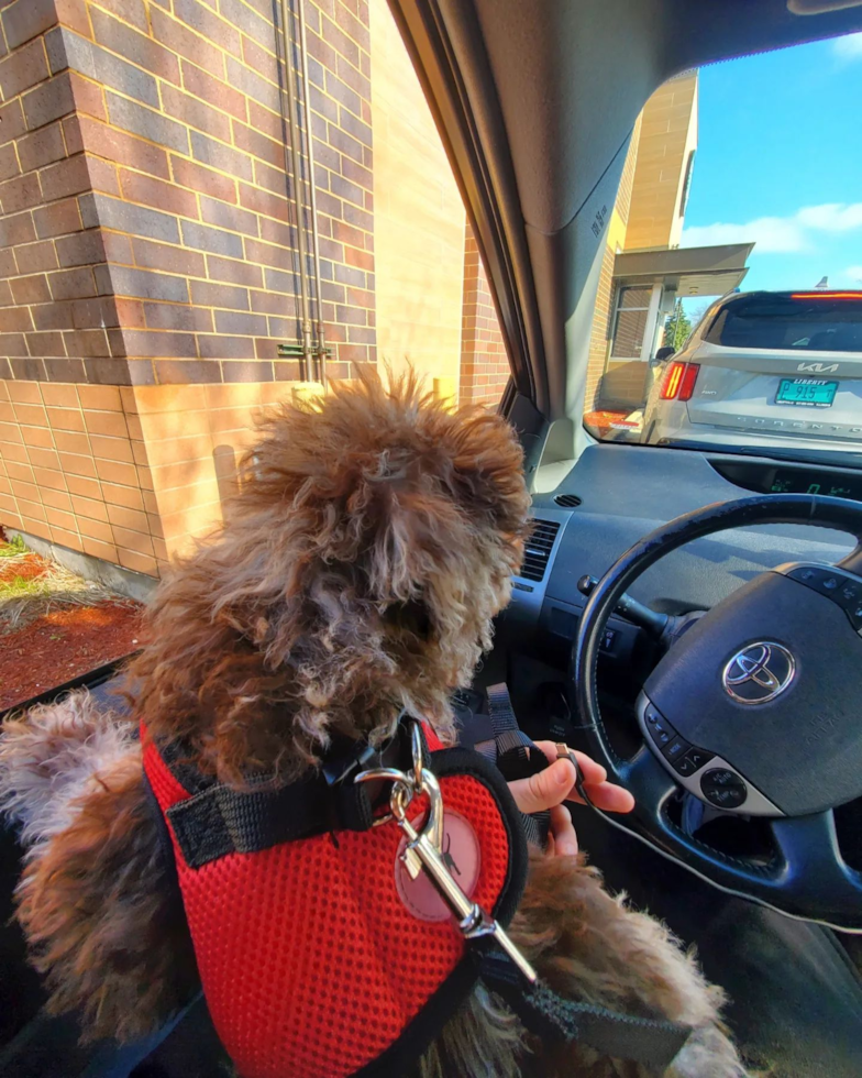 Cute Mini Labradoodle Pup in Wood Dale IL