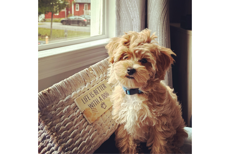 Friendly Maltipoo Baby