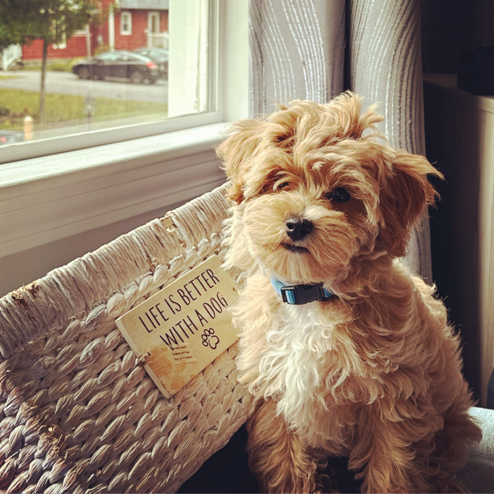 Fluffy Maltipoo Poodle Mix Pup