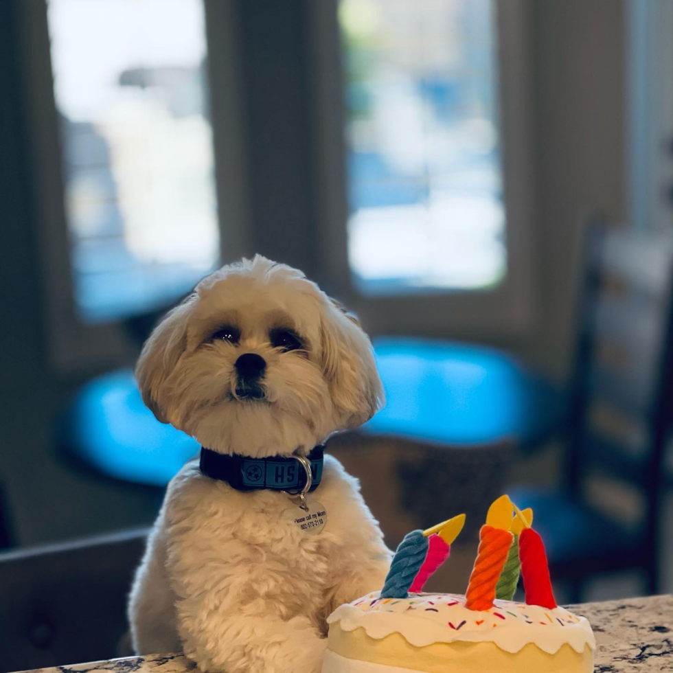 Friendly Teddy Bear Pup in Phoenix AZ