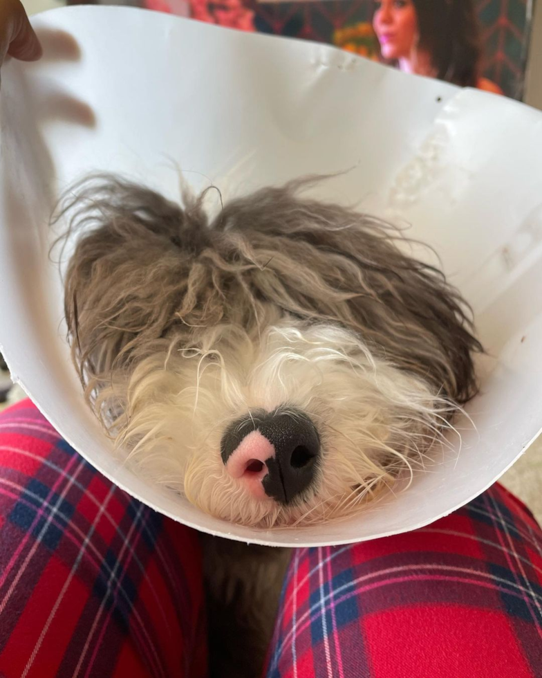 TEMPE Mini Sheepadoodle Pup