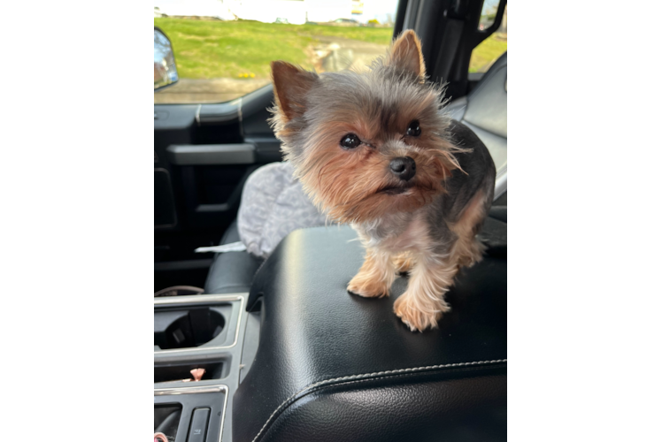 Yorkshire Terrier Puppy for Adoption