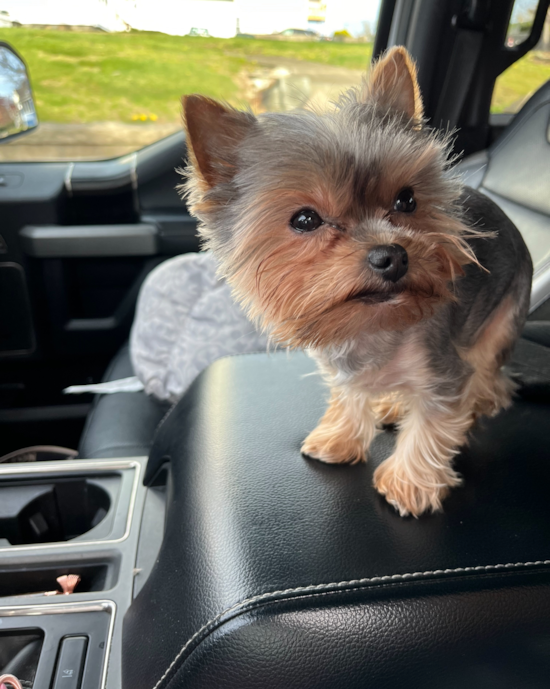 Fluffy Yorkshire Terrier Pup in
