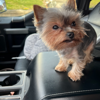 Fluffy Yorkshire Terrier Pup in