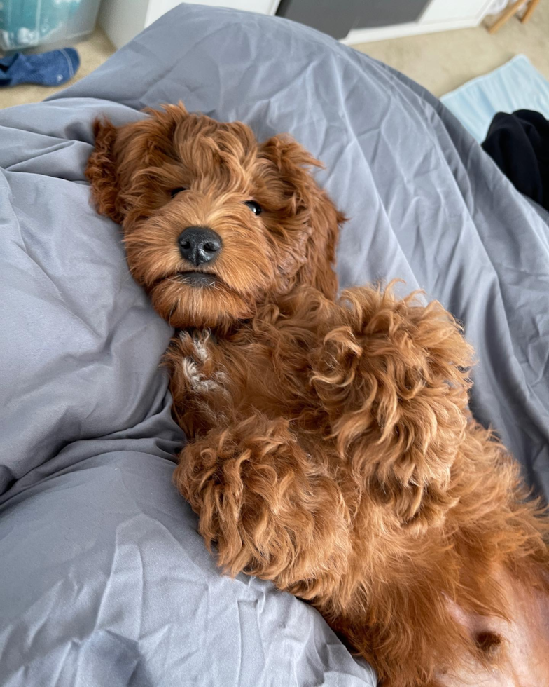 Smart Mini Goldendoodle Poodle Mix Pup