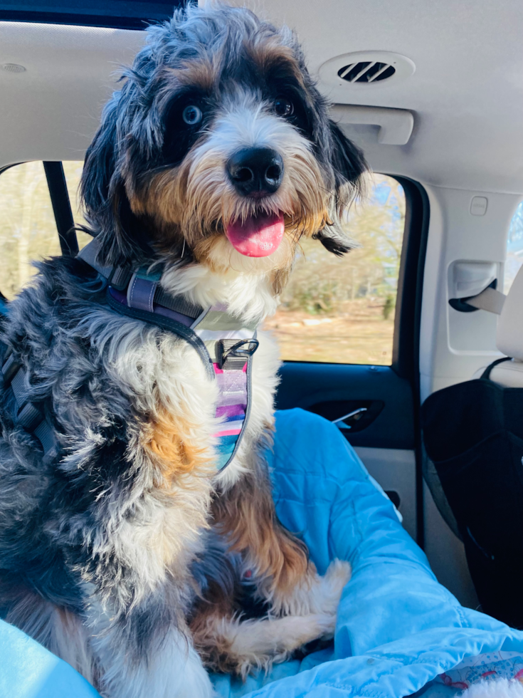 Little Mini Berniedoodle Poodle Mix Pup