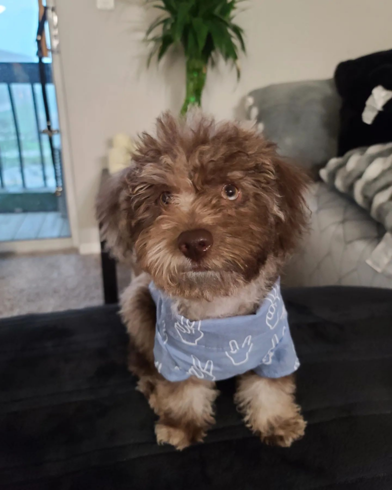 Happy Mini Labradoodle Pup