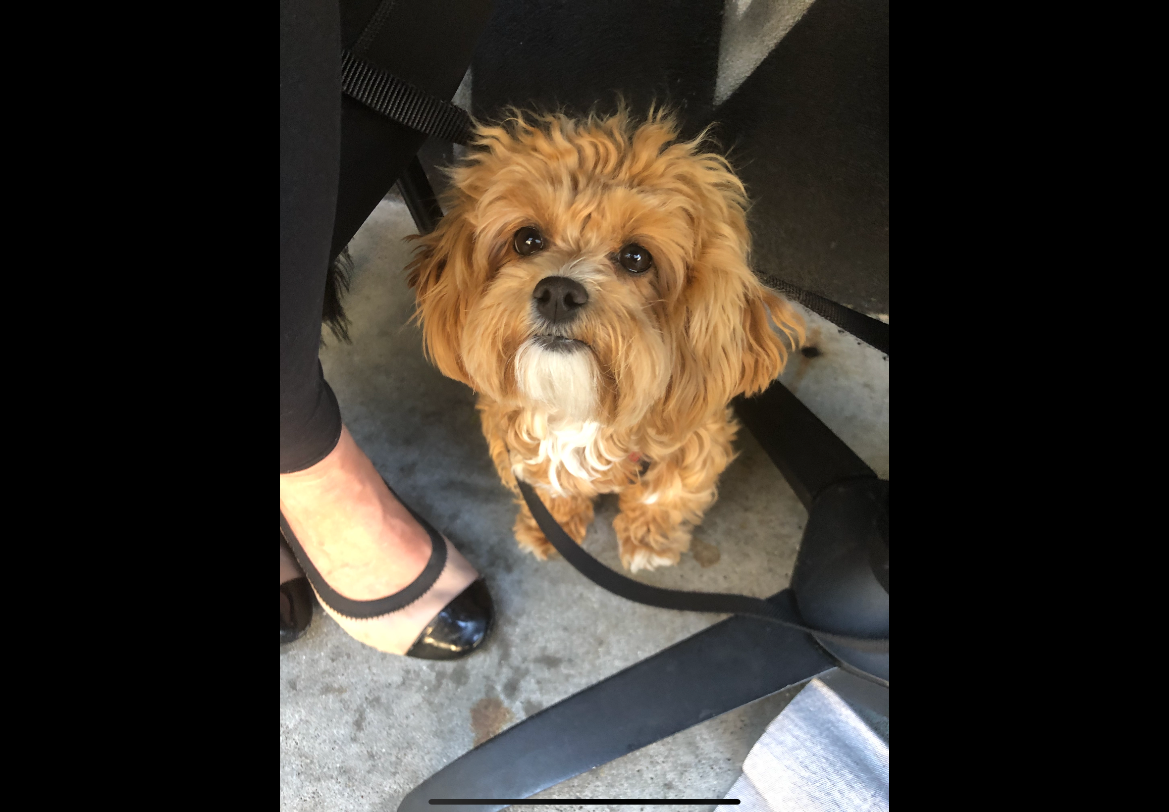 Friendly Maltipoo Baby