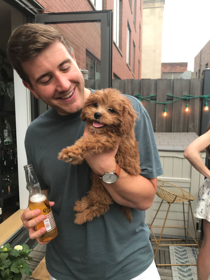 Sweet Cavapoo Pup in New York NY