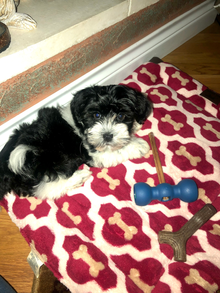 Cute Havanese Pup in Apt 17k NY