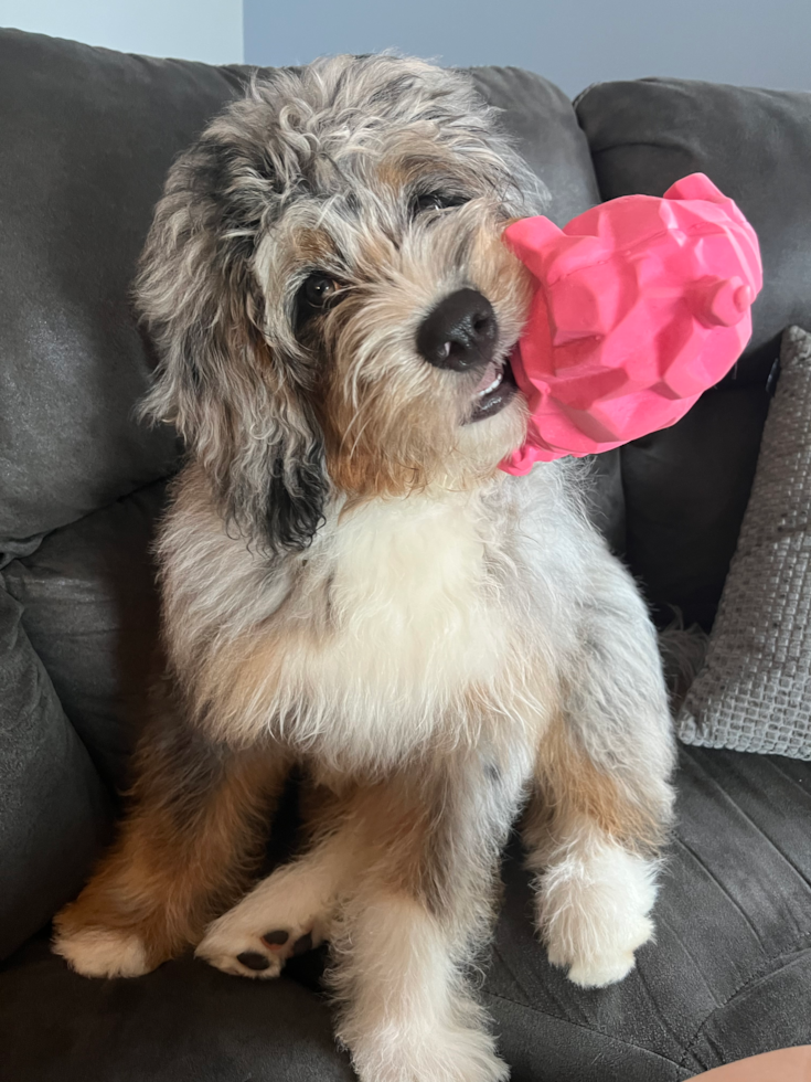 Mini Bernedoodle Being Cute