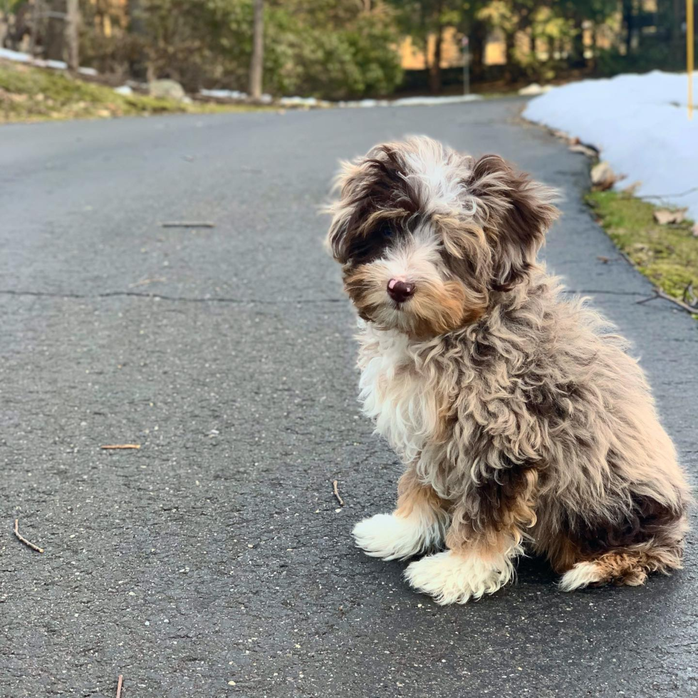 Popular Mini Aussiedoodle Poodle Mix Pup