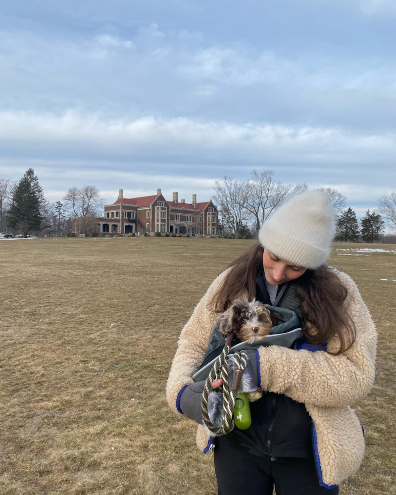 Weston Mini Aussiedoodle Pup