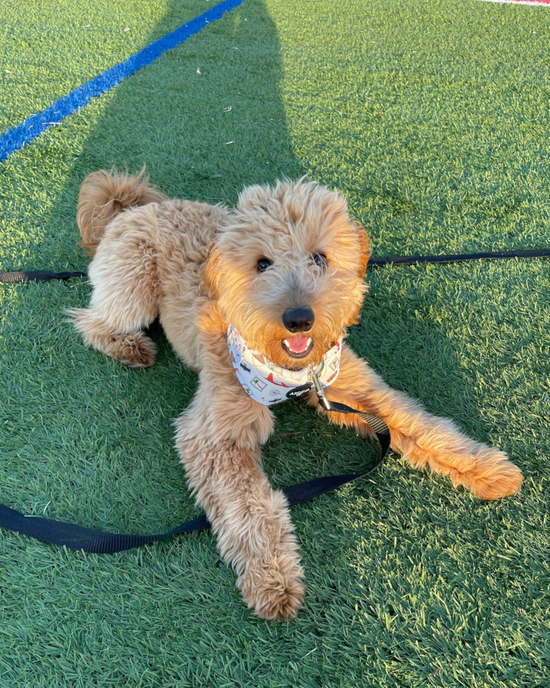 Sweet Mini Goldendoodle Pup