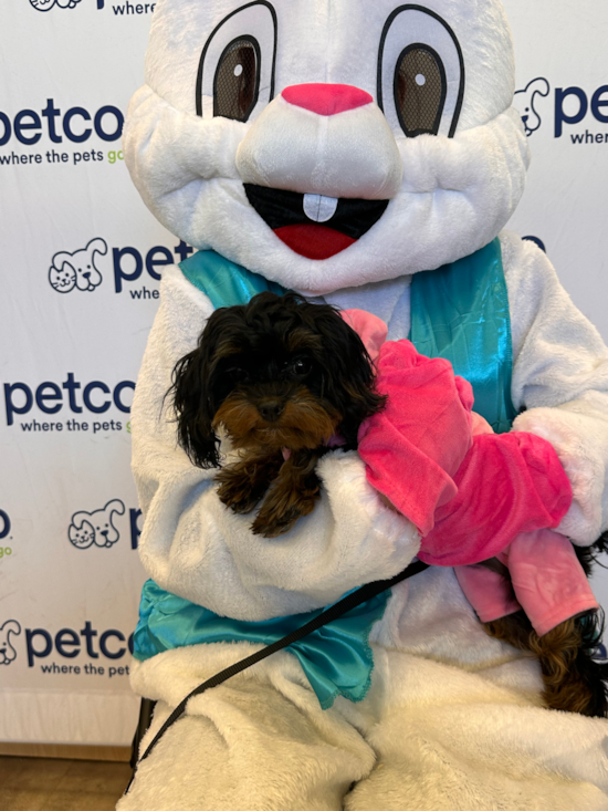 Cavapoo