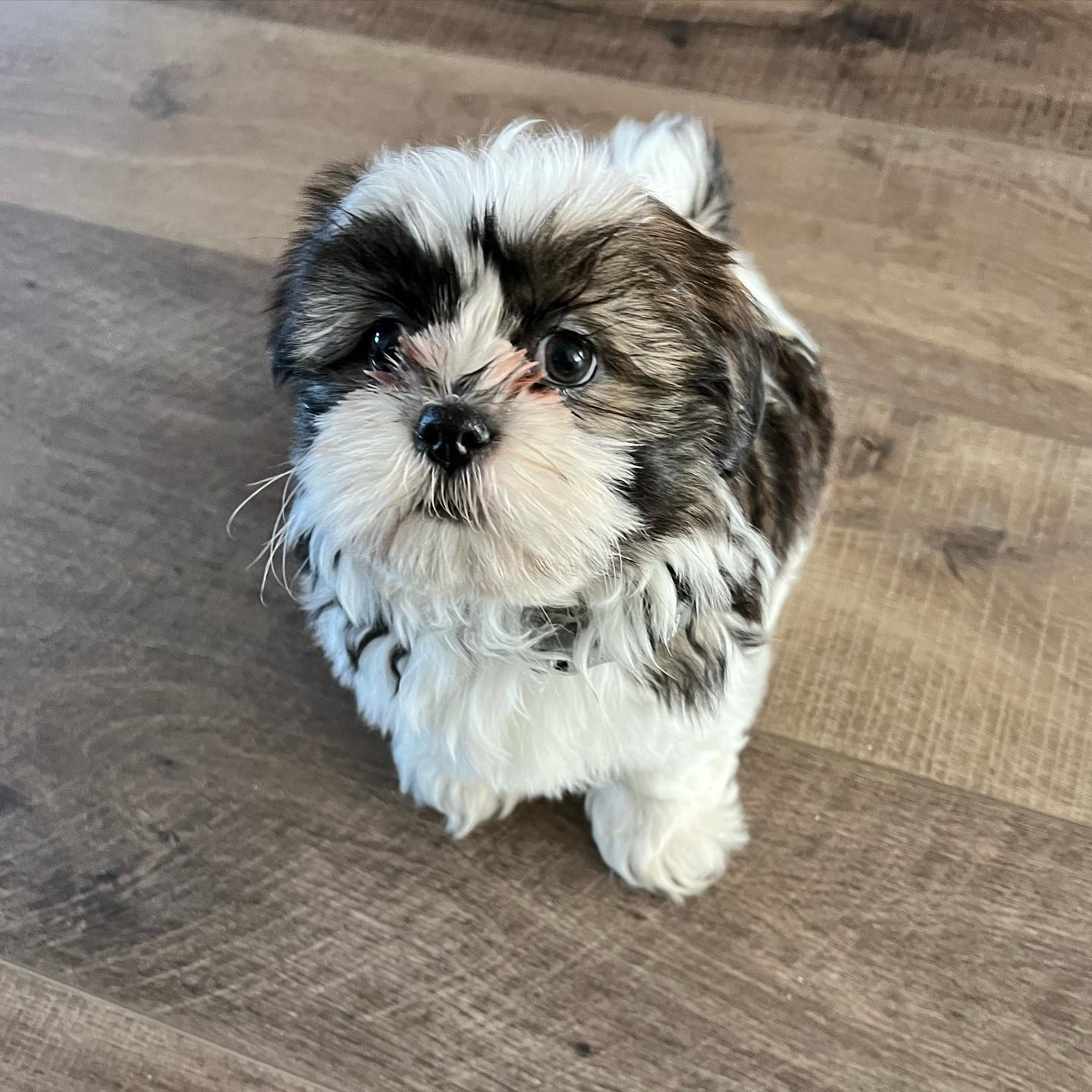 Shih Tzu Puppy for Adoption