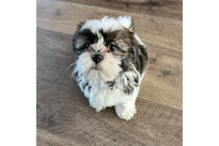 Shih Tzu Puppy for Adoption