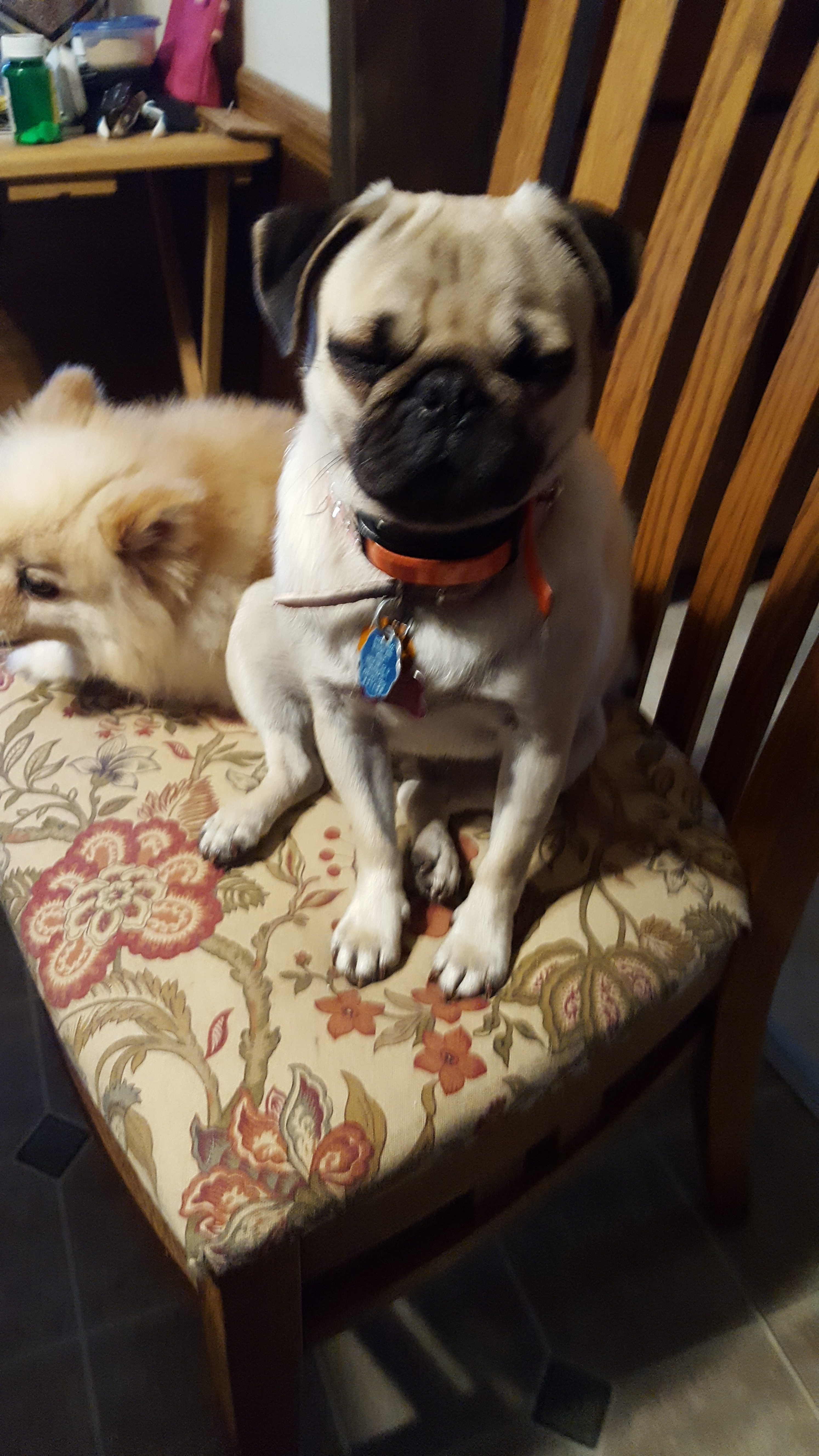 Smart Pug Purebred Puppy
