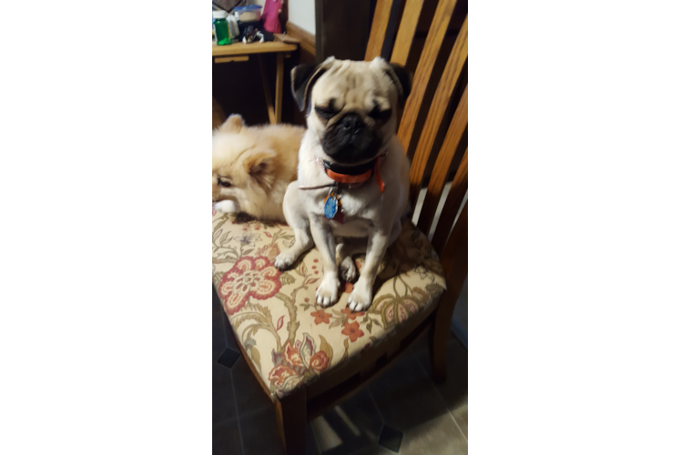 Smart Pug Purebred Puppy