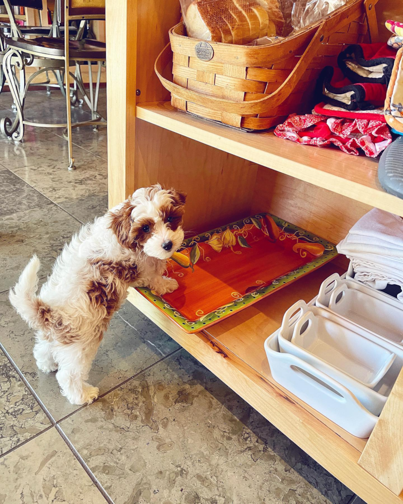 Little Cavoodle Poodle Mix Pup