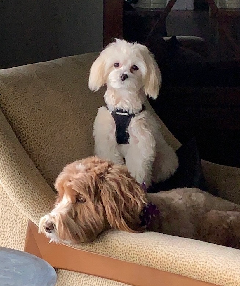 Cute Maltipoo Pup in