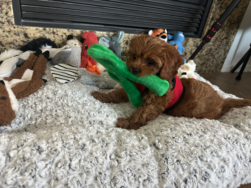 Friendly Cavapoo Pup