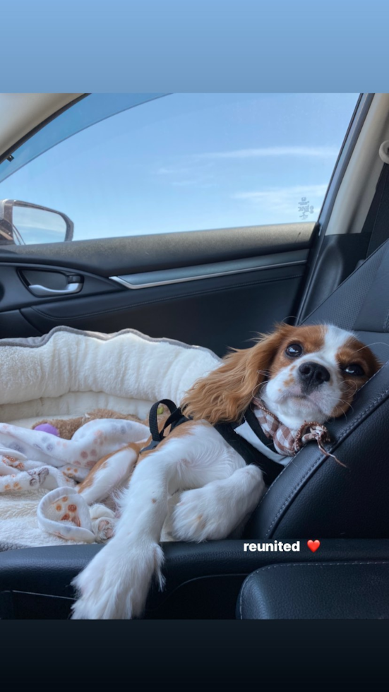 Friendly Cavalier King Charles Spaniel Purebred Pup