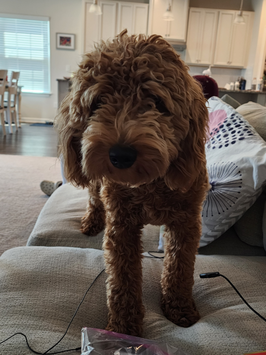 Mini Goldendoodle