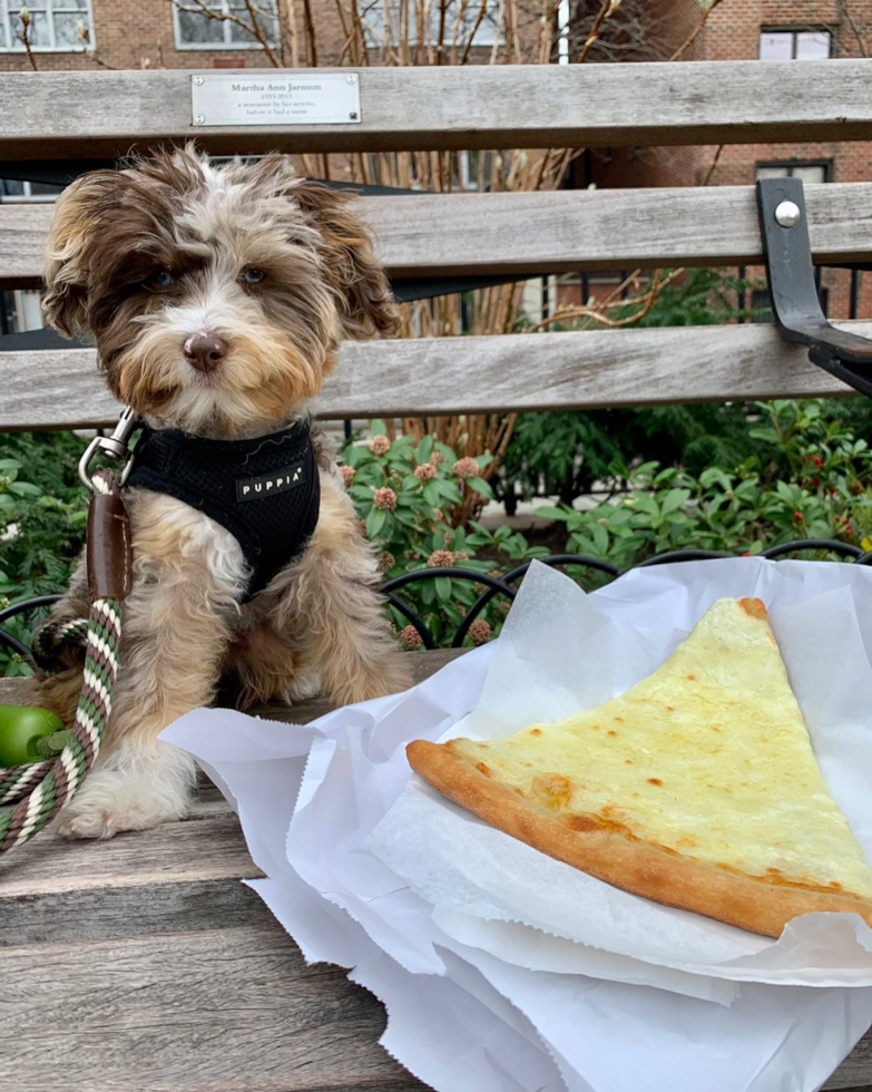 Cute Mini Aussiedoodle Pup in Weston CT