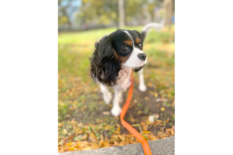 Small Cavalier King Charles Spaniel Baby