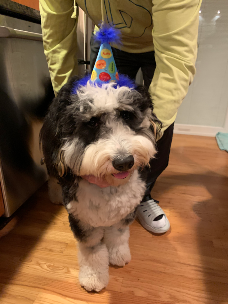 Adorable Bernadoodle Poodle Mix Pup