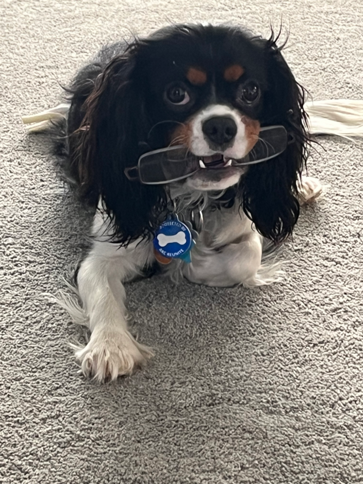 Small Cavalier King Charles Spaniel Purebred Pup